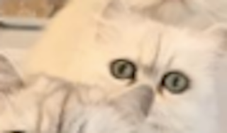 Illustration for article titled Which of These 12 Chinchilla Persian Cats Are You?